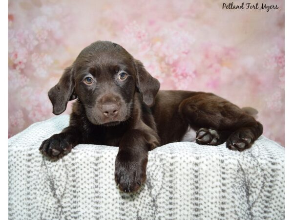 Labrador Retriever-Dog-Female-Chocolate-23199-Petland Fort Myers, Florida