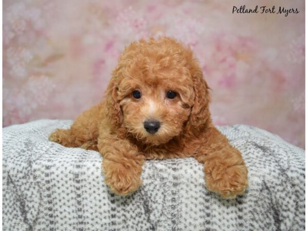 Poodle-Dog-Female-Red-23198-Petland Fort Myers, Florida