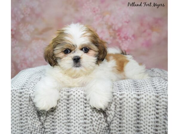 Shih Tzu Dog Female Brown & White 23197 Petland Fort Myers, Florida