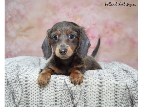 Dachshund--Male---Petland Fort Myers, Florida