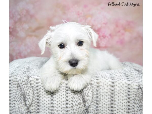 West Highland White Terrier--Male---Petland Fort Myers, Florida