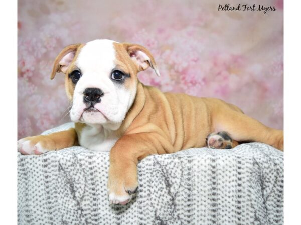 Victorian Bulldog--Male---Petland Fort Myers, Florida