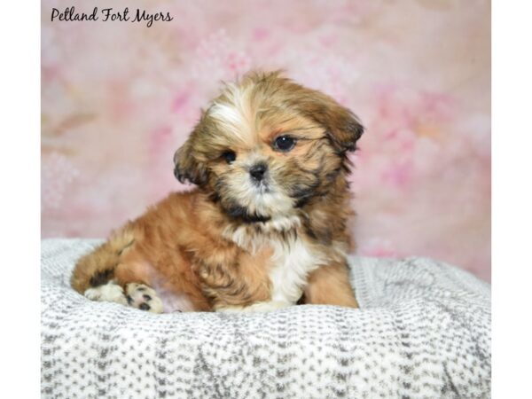 Shih Tzu Dog Male Red & White 23190 Petland Fort Myers, Florida