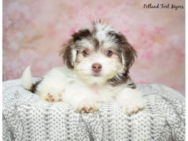 Havanese--Female---Petland Fort Myers, Florida
