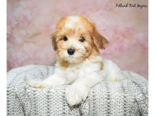 Havanese--Male---Petland Fort Myers, Florida