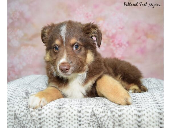 Miniature Australian Shepherd Dog Female Chocolate Merle 23186 Petland Fort Myers, Florida