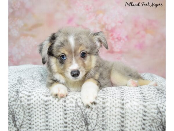 Miniature Australian Shepherd-Dog-Male-Blue Merle-23185-Petland Fort Myers, Florida