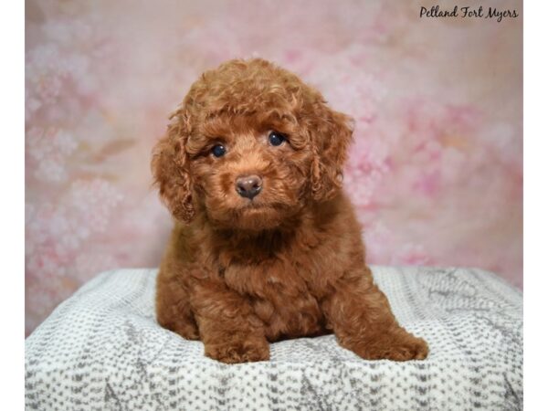 Cockapoo-Dog-Male-Chocolate-23184-Petland Fort Myers, Florida