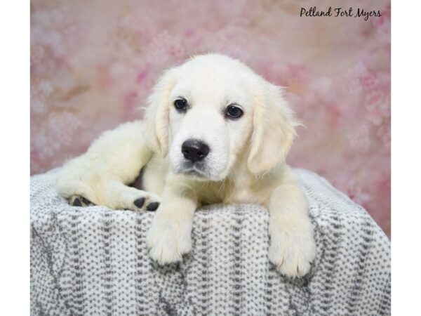 Golden Retriever Dog Male Cream 23183 Petland Fort Myers, Florida