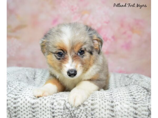 Miniature Australian Shepherd Dog Female Blue Merle 23182 Petland Fort Myers, Florida