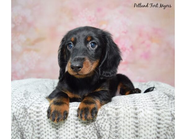 Dachshund Dog Male Black & Tan 23181 Petland Fort Myers, Florida