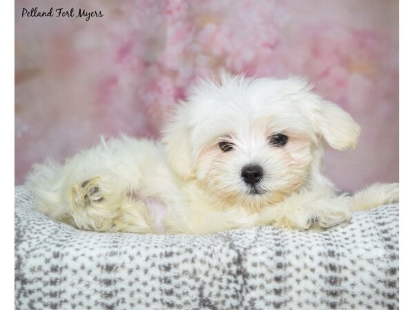 Maltese Dog Male White 23215 Petland Fort Myers, Florida