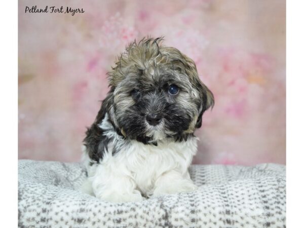 Havanese Dog Male Brindle & White 23213 Petland Fort Myers, Florida