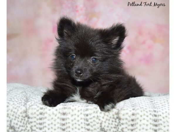 Pomeranian Dog Female Black 23211 Petland Fort Myers, Florida