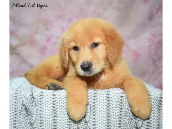 Golden Retriever Dog Male Golden 23210 Petland Fort Myers, Florida