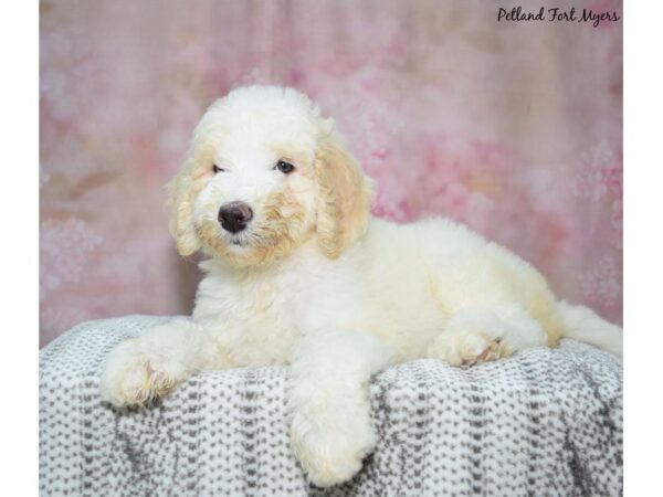 Golden Doodle-Dog-Female-White-23209-Petland Fort Myers, Florida