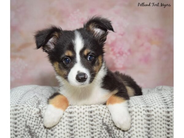 Miniature Australian Shepherd Dog Female Tri 23208 Petland Fort Myers, Florida