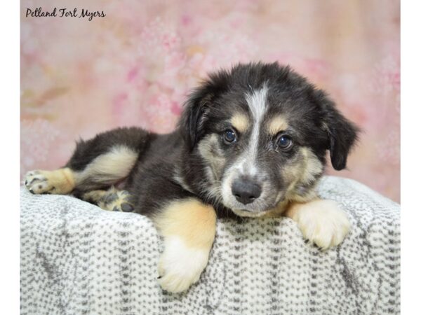 Miniature Australian Shepherd Dog Male Tri 23207 Petland Fort Myers, Florida