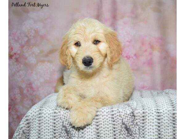 Golden Doodle-Dog-Male-Cream-23205-Petland Fort Myers, Florida