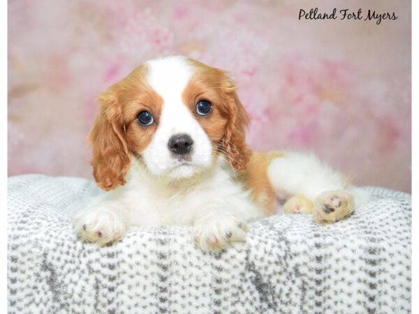 Cavalier King Charles Spaniel-Dog-Female-Blenheim-23221-Petland Fort Myers, Florida