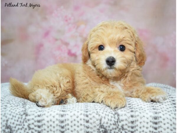 Bichapoo-Dog-Female-Apricot-23219-Petland Fort Myers, Florida