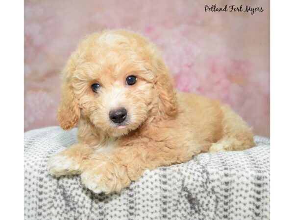 Bichapoo-Dog-Male-Apricot-23218-Petland Fort Myers, Florida