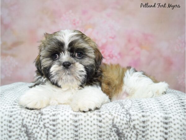 Shih Tzu Dog Male Red & White 23217 Petland Fort Myers, Florida