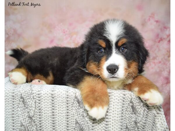 Bernese Mountain Dog Dog Male Black White & Tan 23216 Petland Fort Myers, Florida