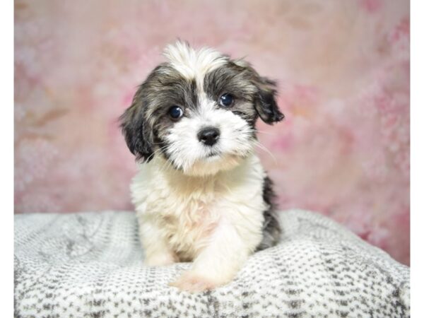 Coton De Tulear Dog Male White & Brindle 23232 Petland Fort Myers, Florida