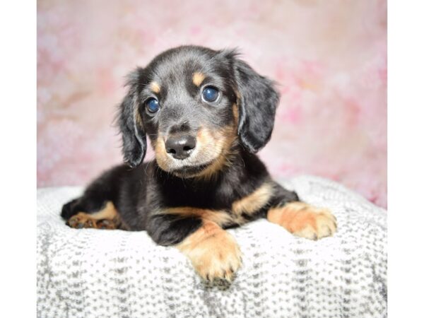 Dachshund Dog Male Black & Tan 23231 Petland Fort Myers, Florida