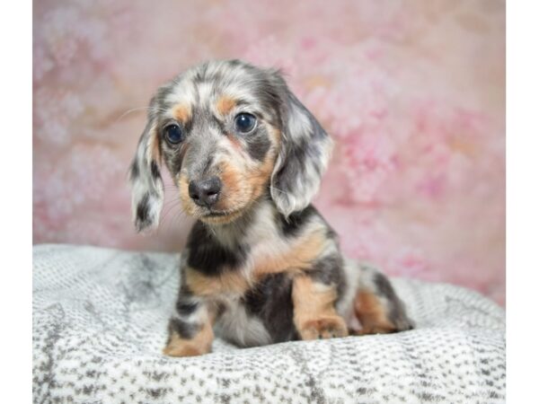 Dachshund Dog Female Blue Dapple 23226 Petland Fort Myers, Florida