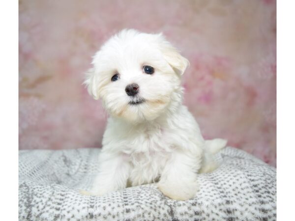 Maltese Dog Female White 23225 Petland Fort Myers, Florida