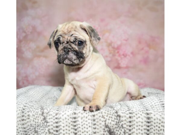 Pug Dog Male Fawn Merle 23224 Petland Fort Myers, Florida