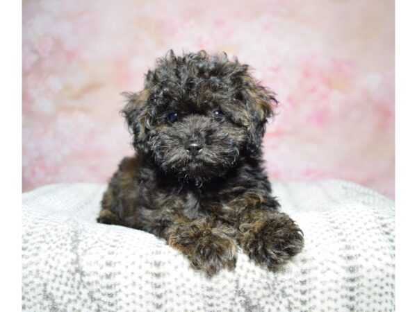 Poodle Dog Female Brindle 23223 Petland Fort Myers, Florida