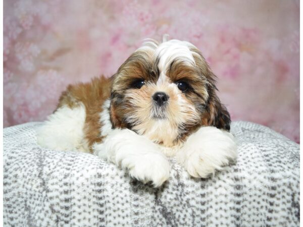 Shih Tzu-Dog-Male-Red & White-23222-Petland Fort Myers, Florida