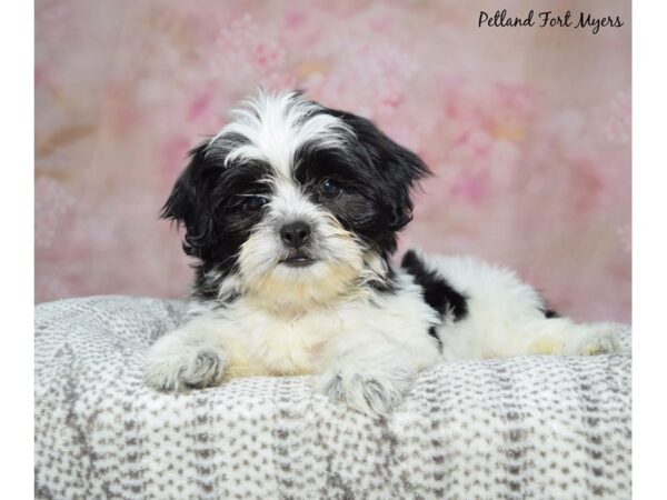 Shih Tzu-Dog-Female-Black & White-23234-Petland Fort Myers, Florida