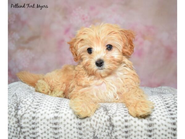 Yorkiepoo Dog Female Tan 23236 Petland Fort Myers, Florida