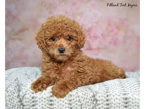 Poodle Dog Female Red 23238 Petland Fort Myers, Florida