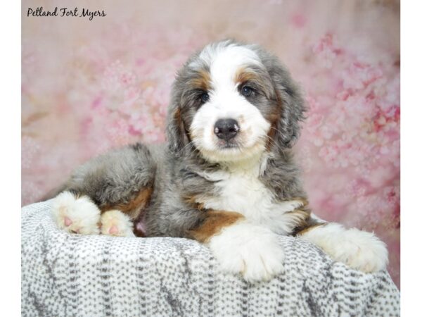 Bernedoodle-Dog-Male-Merle-23241-Petland Fort Myers, Florida