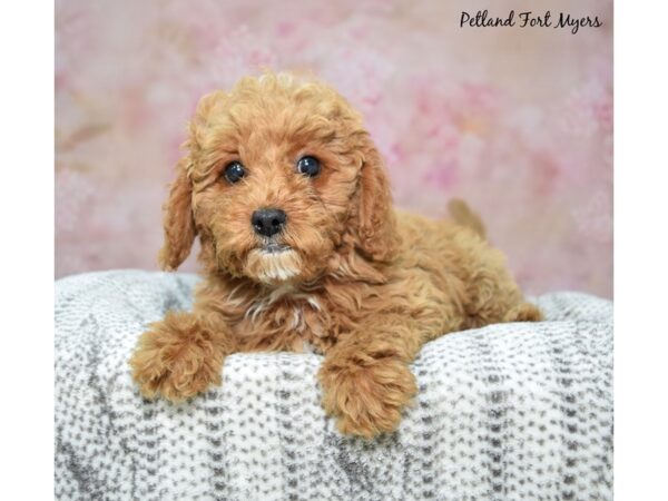 Cavapoo Dog Female Apricot 23242 Petland Fort Myers, Florida