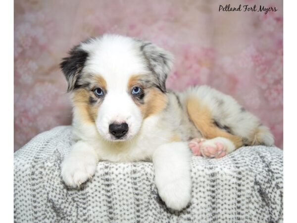 Australian Shepherd Dog Male Blue Merle 23247 Petland Fort Myers, Florida