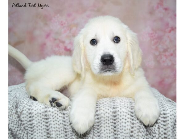 Golden Retriever Dog Female Cream 23248 Petland Fort Myers, Florida