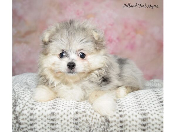 Malti Pom-Dog-Female-Blue Merle-23250-Petland Fort Myers, Florida