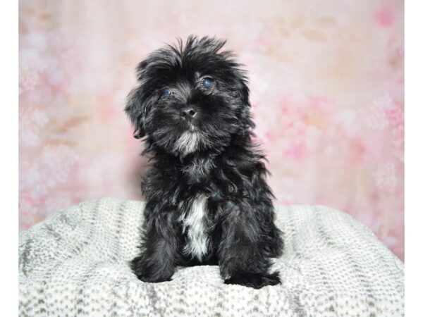 Shorkie--Male---Petland Fort Myers, Florida