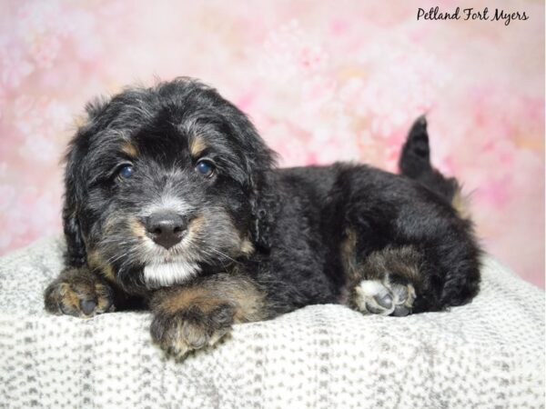 Bernese Mountain Dog / Poodle--Male---Petland Fort Myers, Florida