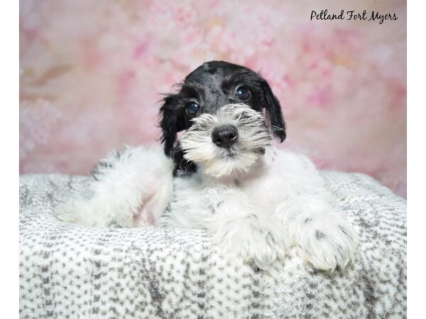 Miniature Schnauzer--Male---Petland Fort Myers, Florida