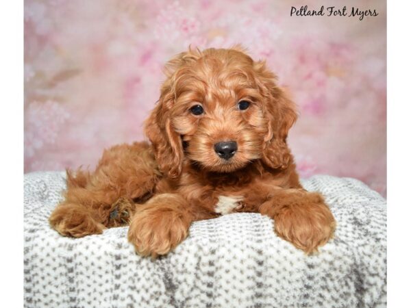 Cockapoo--Male---Petland Fort Myers, Florida