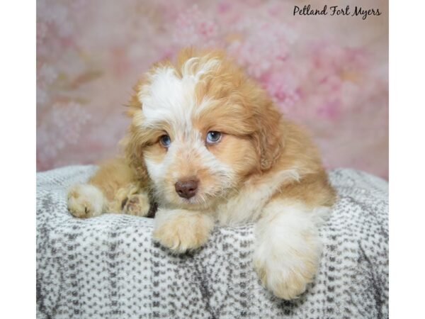 Miniature Aussie Poo-Dog-Male-Red Tan & White-23195-Petland Fort Myers, Florida