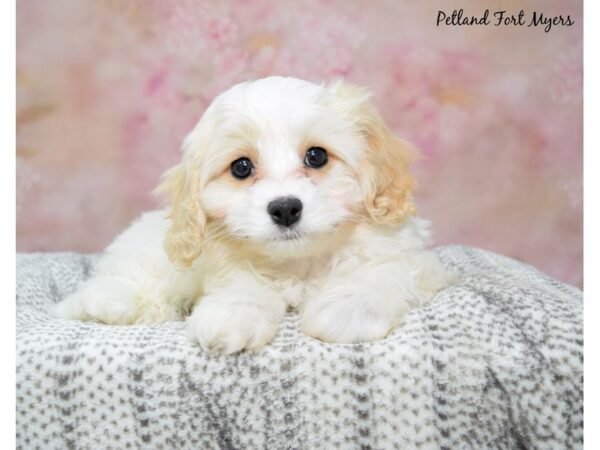 Cavachon--Male---Petland Fort Myers, Florida