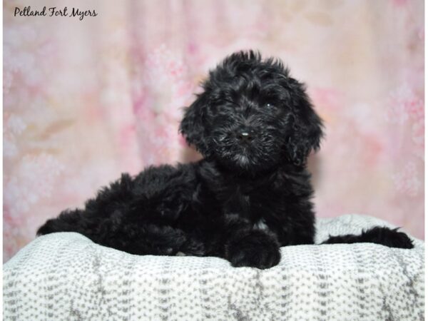 Golden Doodle--Female---Petland Fort Myers, Florida